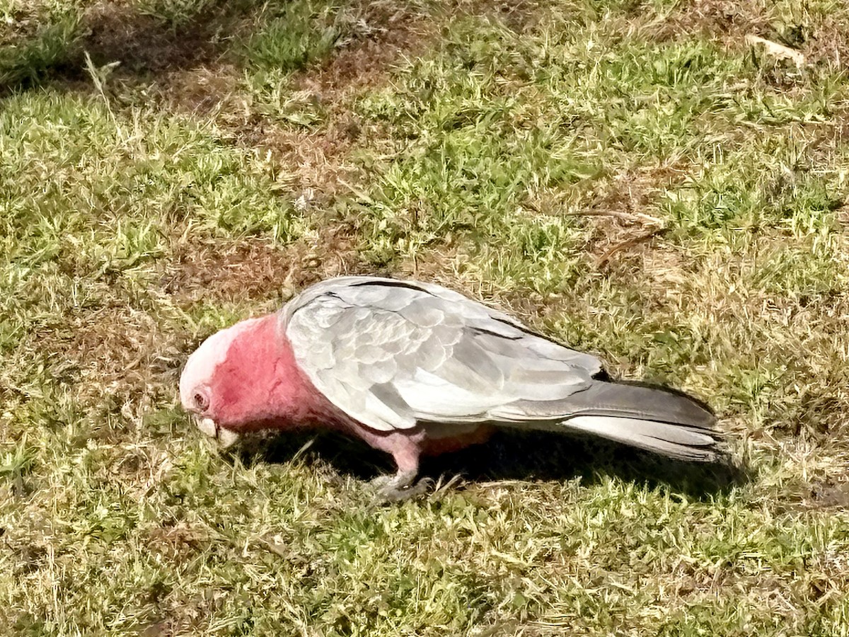 Galah - ML646640739