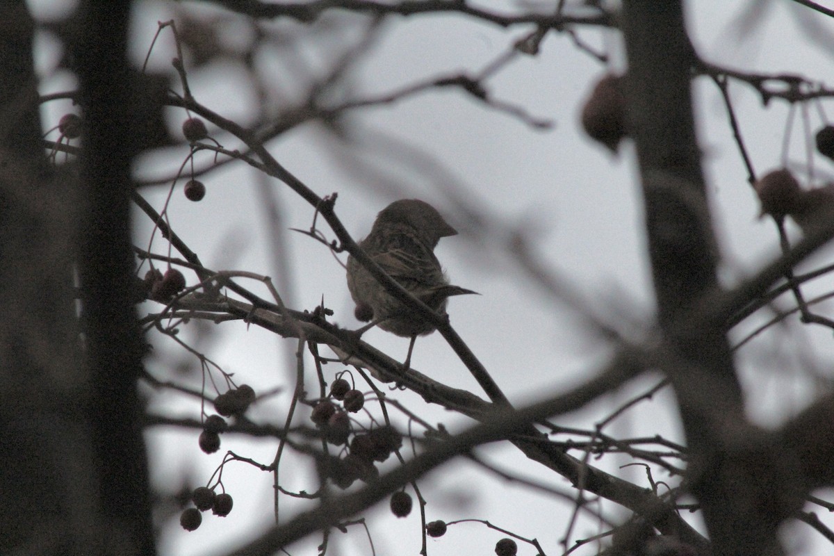 Gorrión Común - ML646640740
