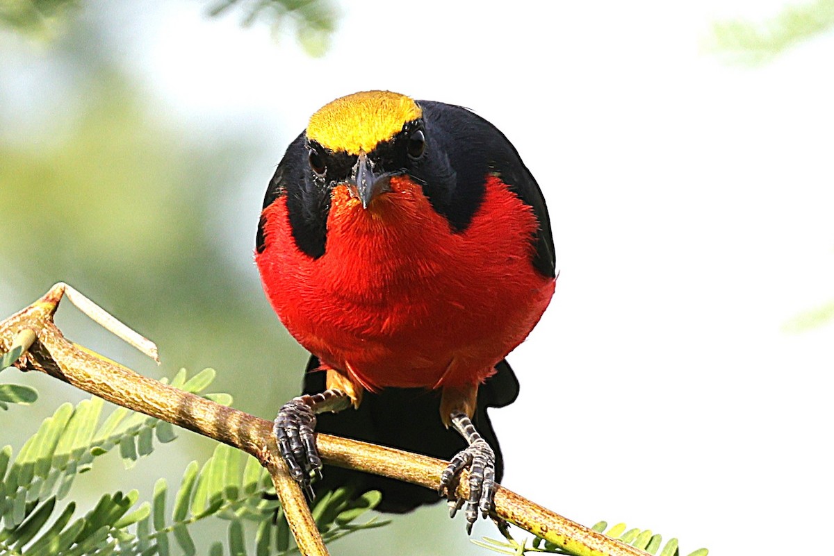 Bubú Coronigualdo - ML646640741