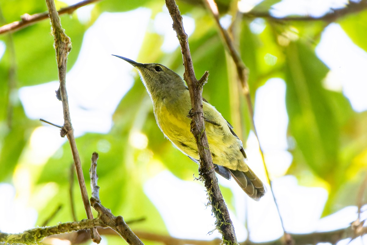 Fire-tailed Sunbird - ML646640742