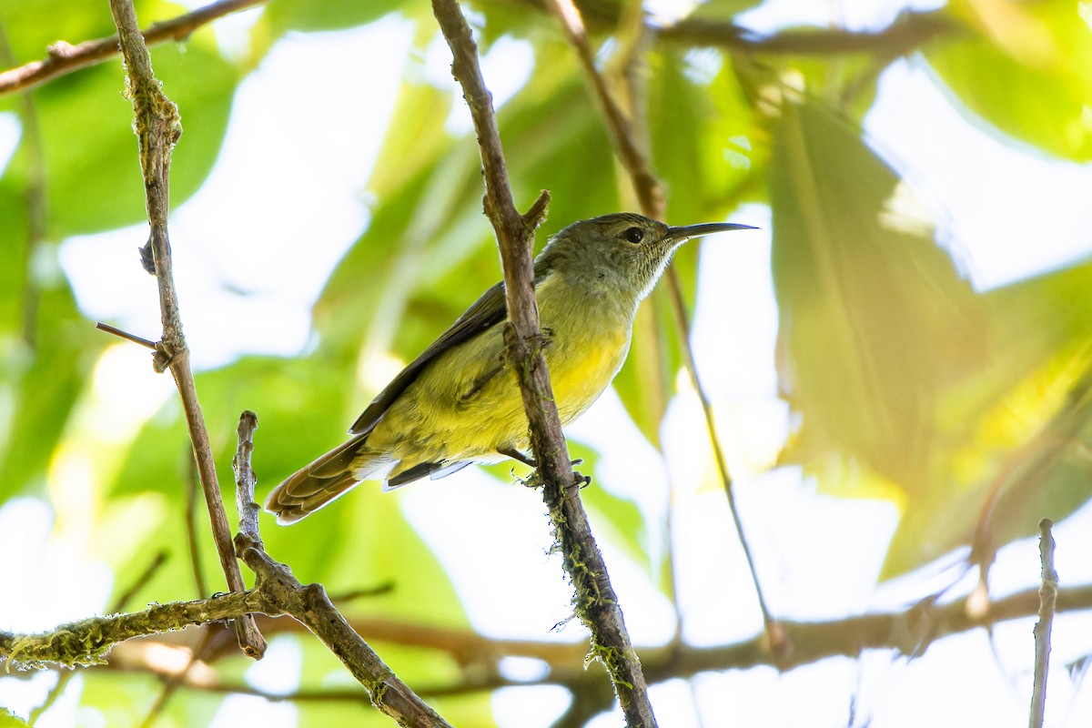 Fire-tailed Sunbird - ML646640743