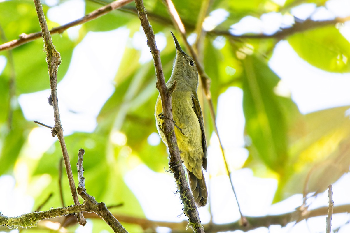 Fire-tailed Sunbird - ML646640744