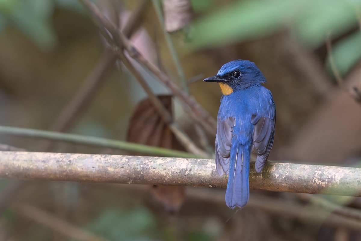 Hill Blue Flycatcher - ML646640746