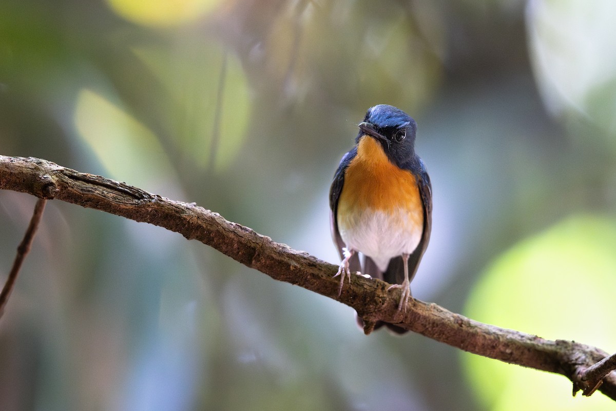 Hill Blue Flycatcher - ML646640747
