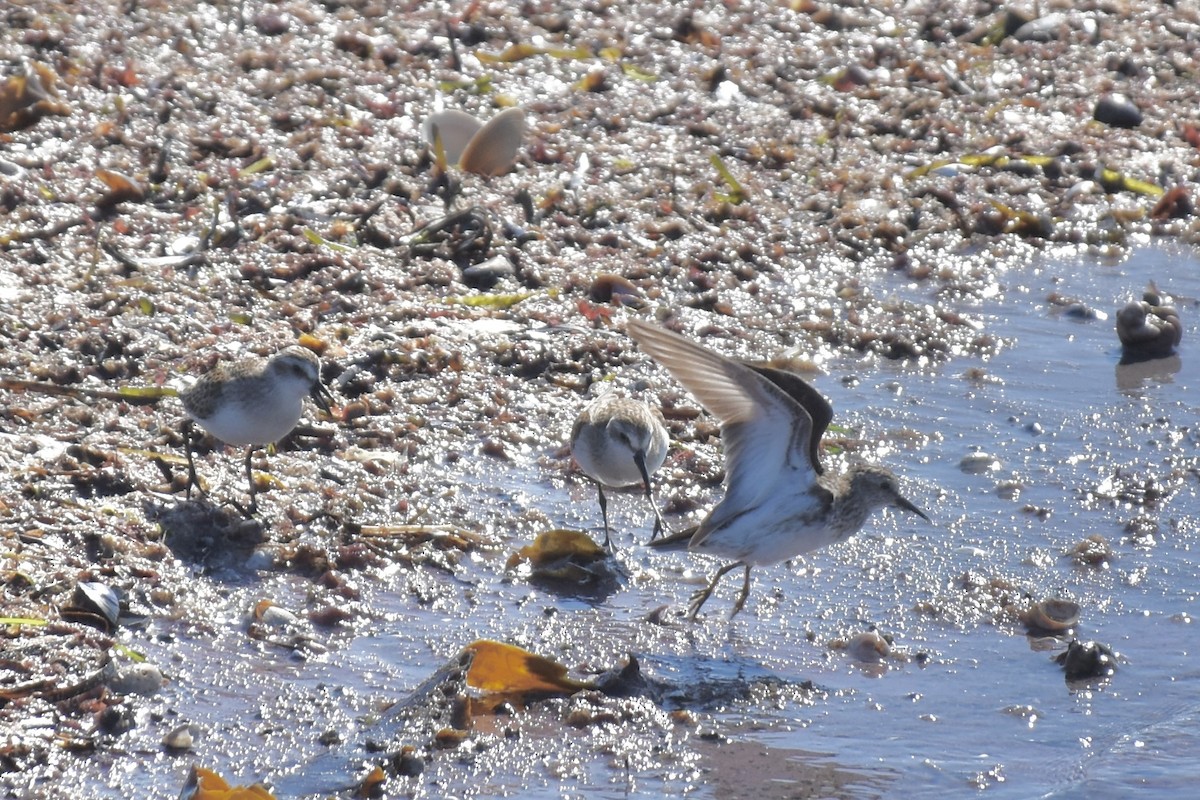 Gambecchio americano - ML646640748