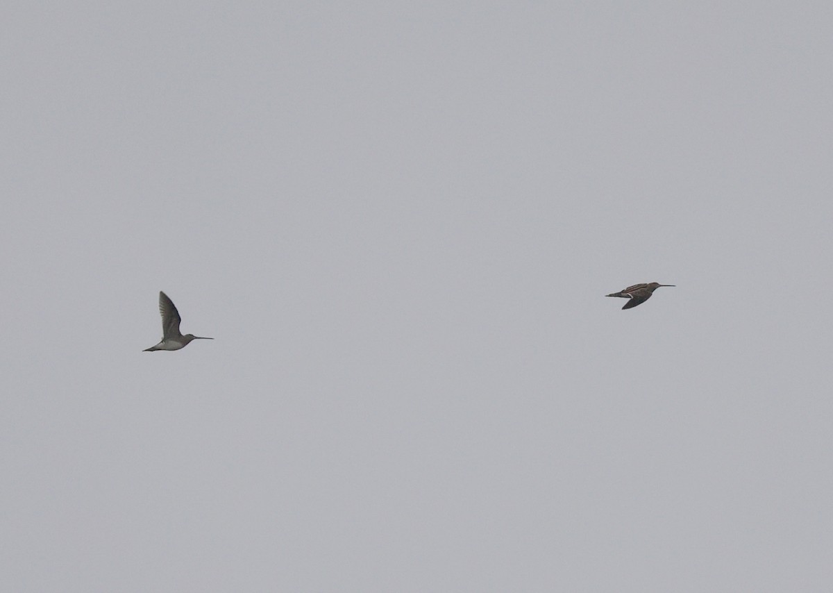 田鷸 - ML646640750