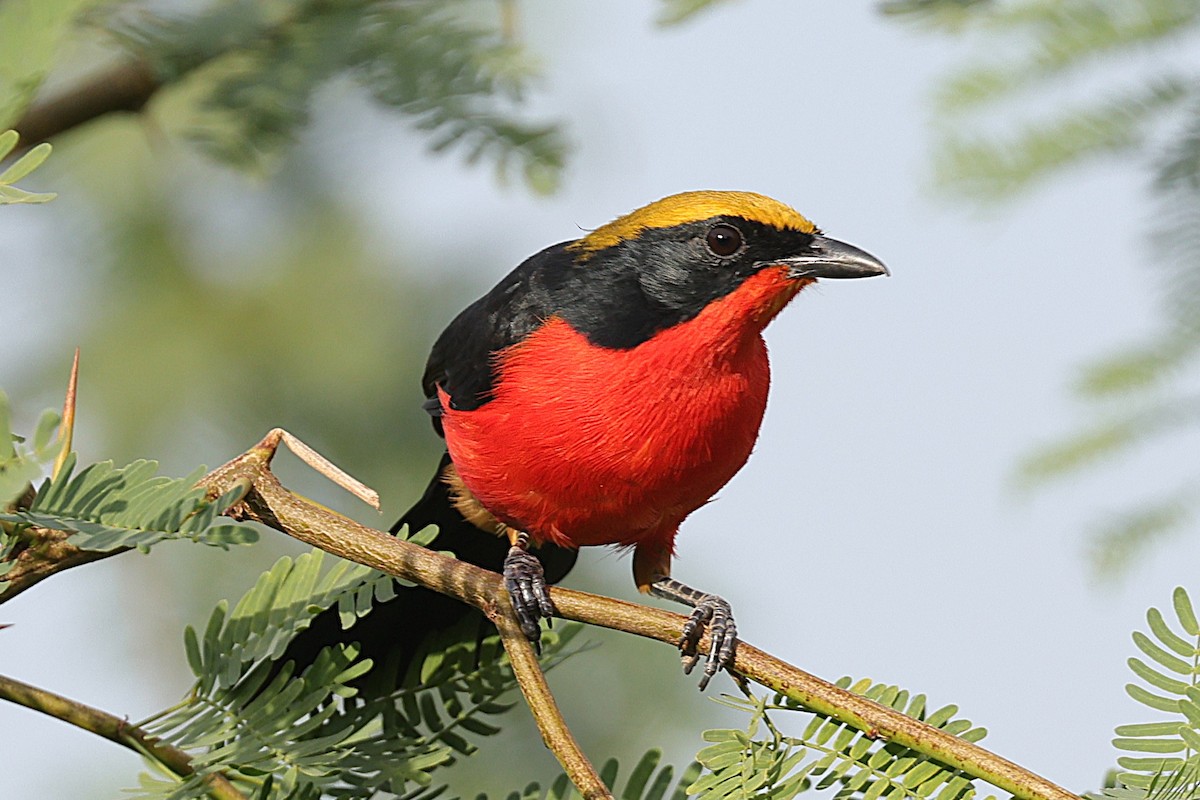 Bubú Coronigualdo - ML646640751