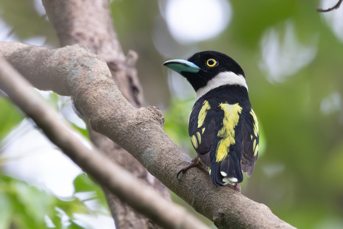 Black-and-yellow Broadbill - ML646640757