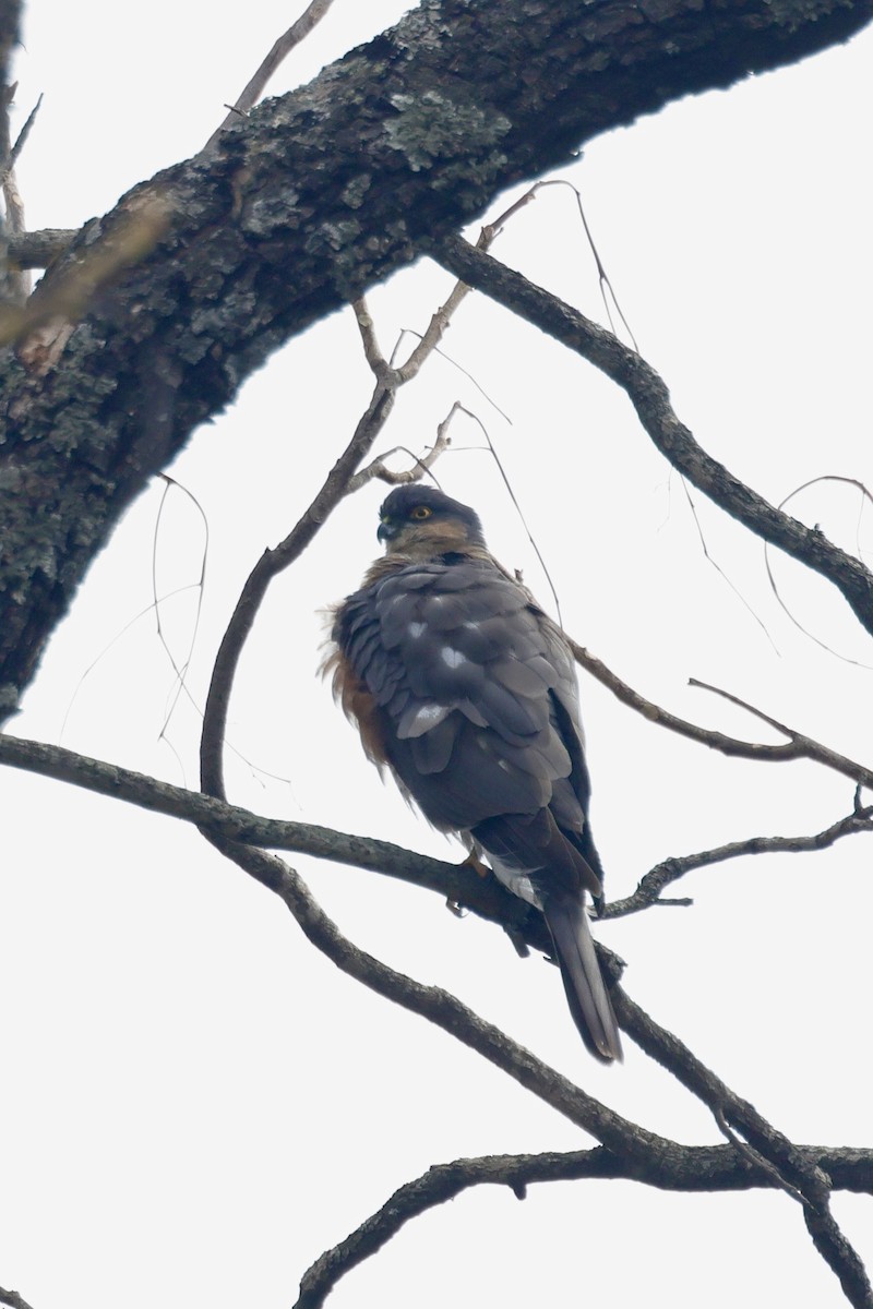 北雀鷹 - ML646640762