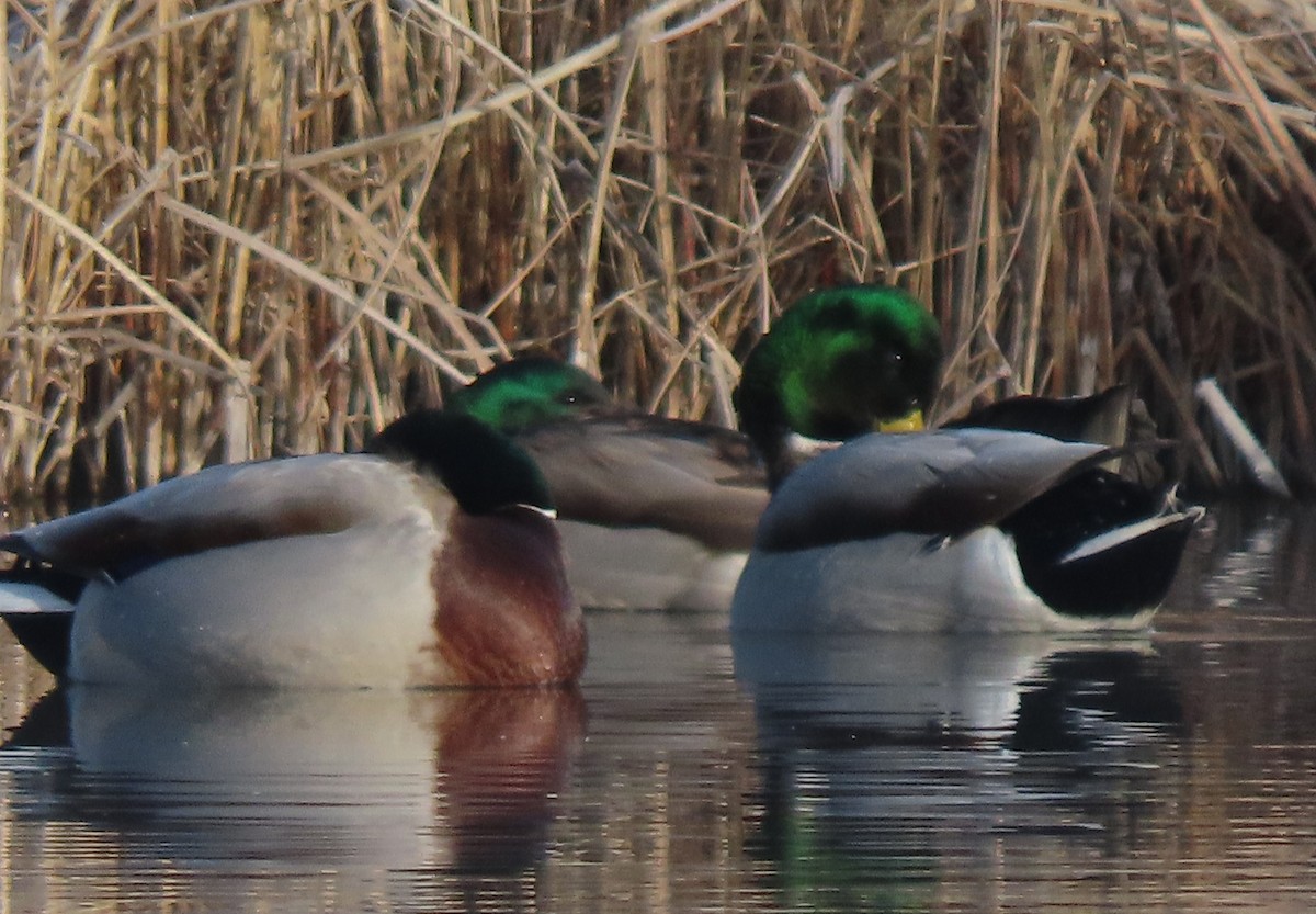 Basahatea - ML646640763