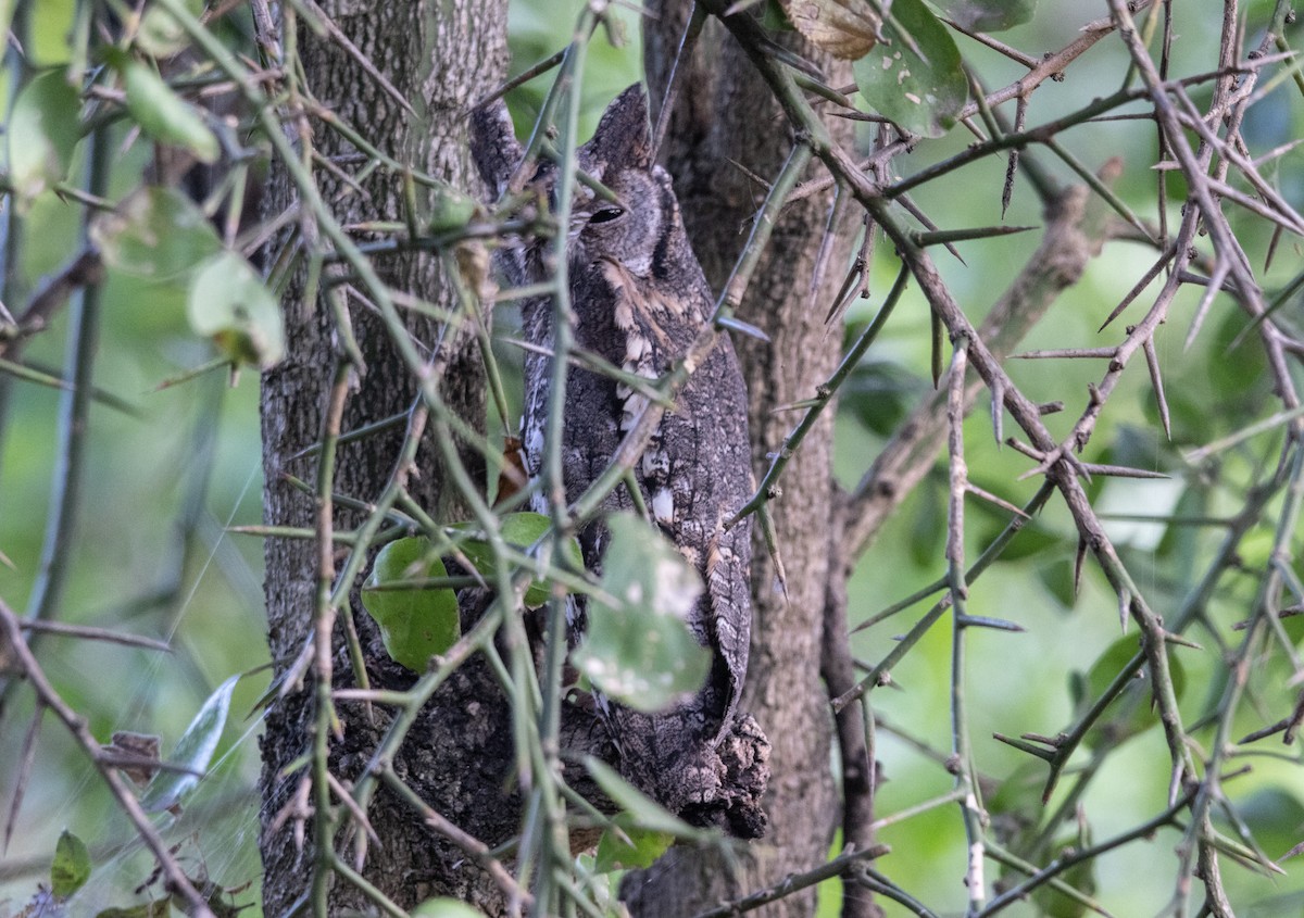 African Scops-Owl - ML646640767
