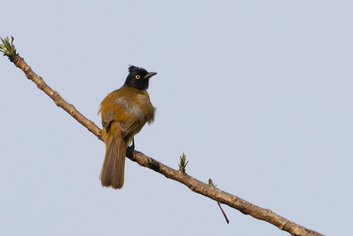 Black-crested Bulbul - ML646640768