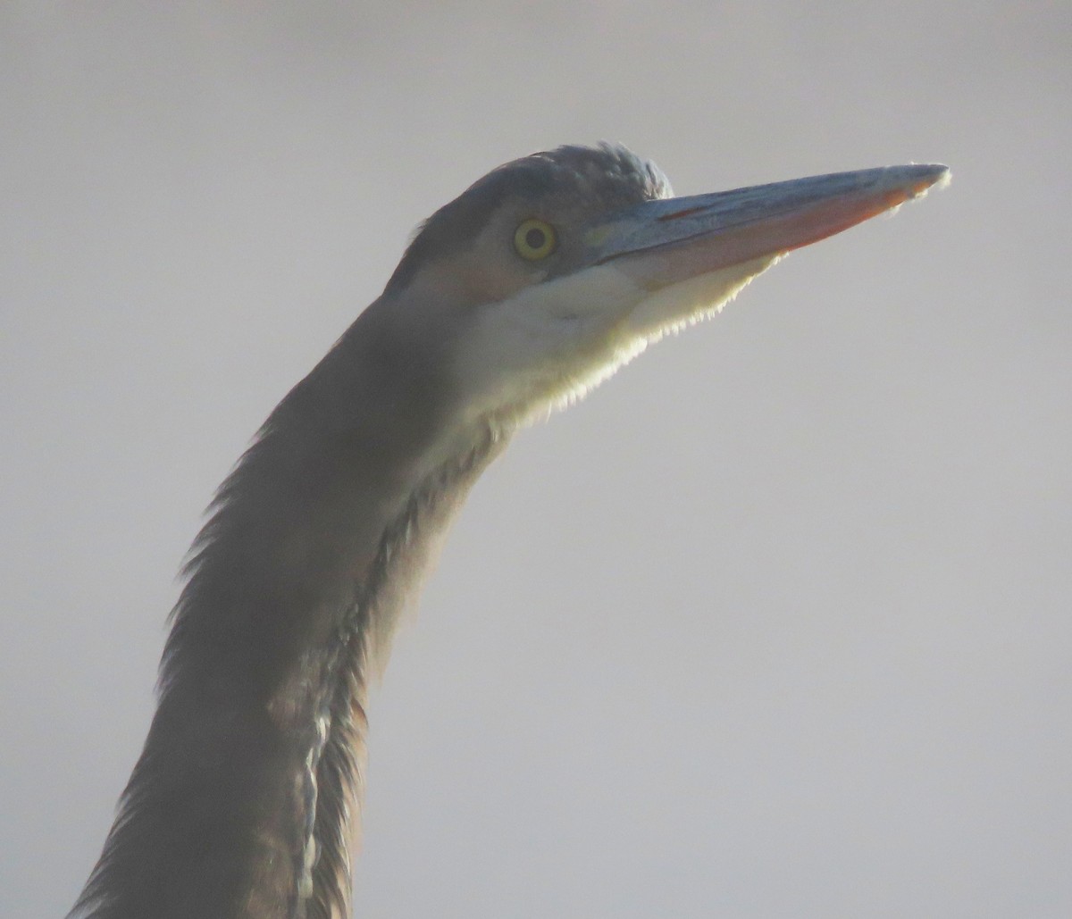 Grand Héron - ML646640769