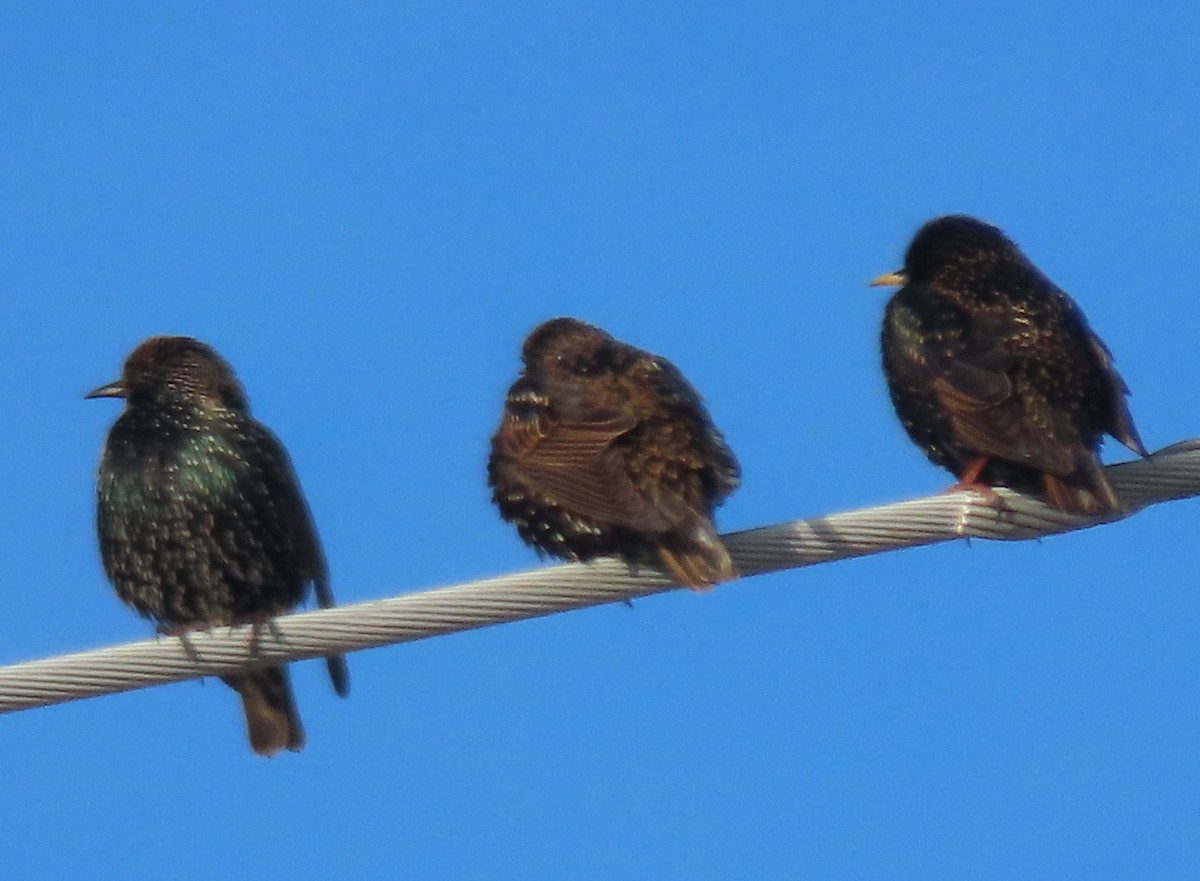 Arabazozo pikarta - ML646640772