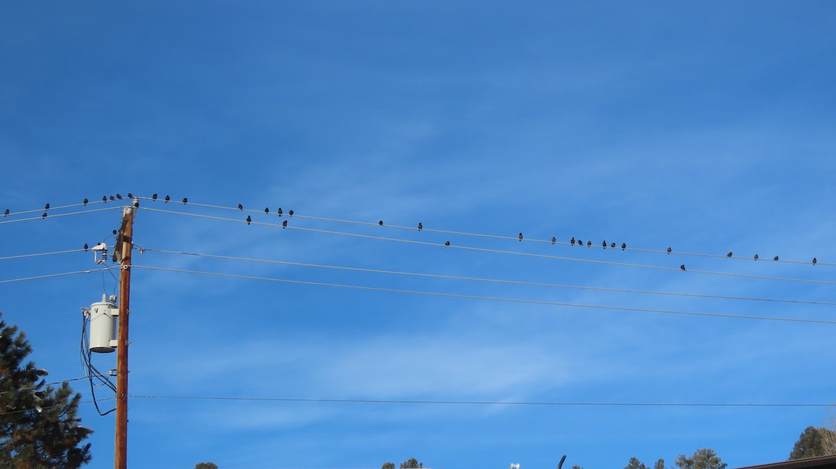 Arabazozo pikarta - ML646640773