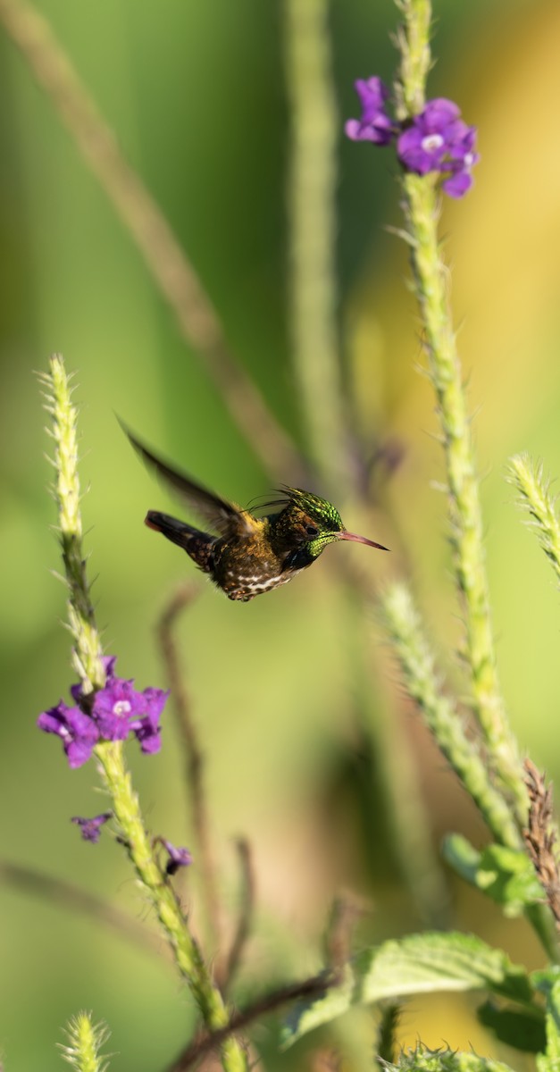 Black-crested Coquette - ML646640774