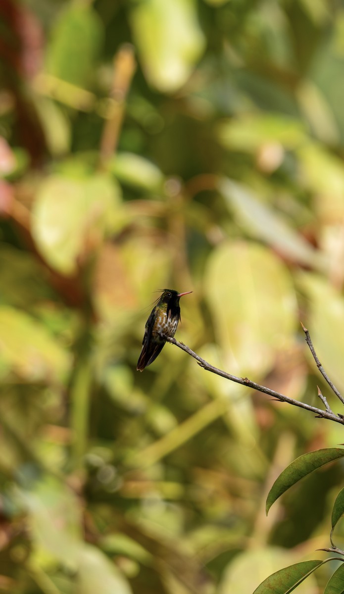 Black-crested Coquette - ML646640775