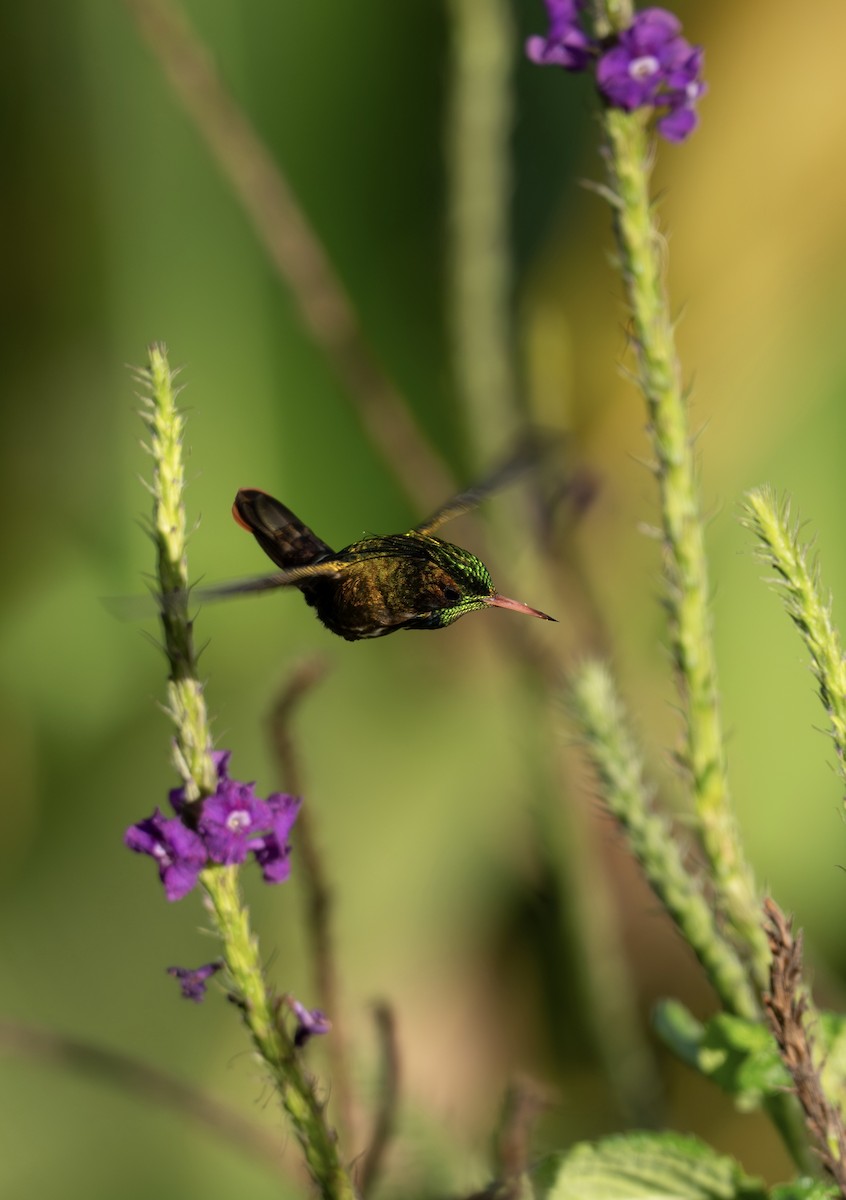 Black-crested Coquette - ML646640776