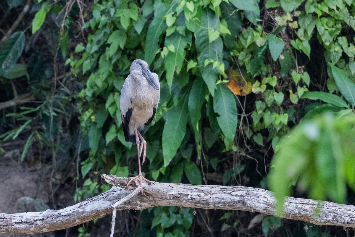Asian Openbill - ML646640777