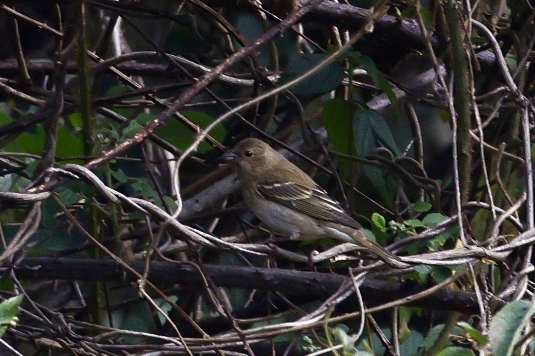 普通朱雀 - ML646640780