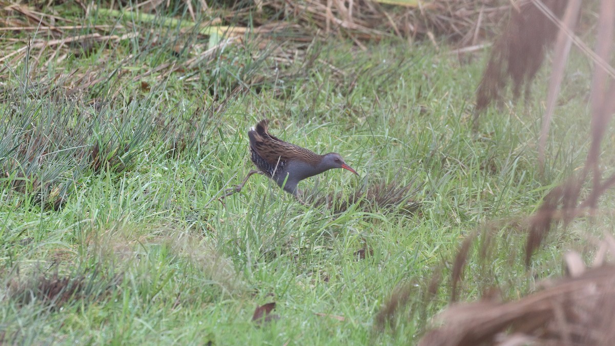 Râle d'eau - ML646640781