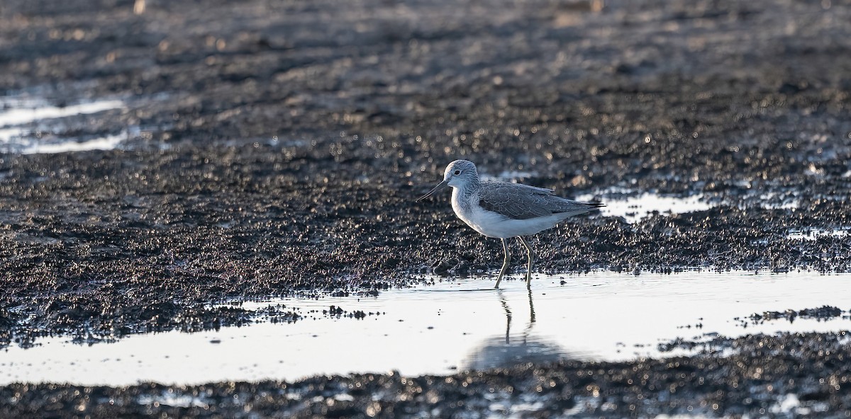 Grünschenkel - ML646640782