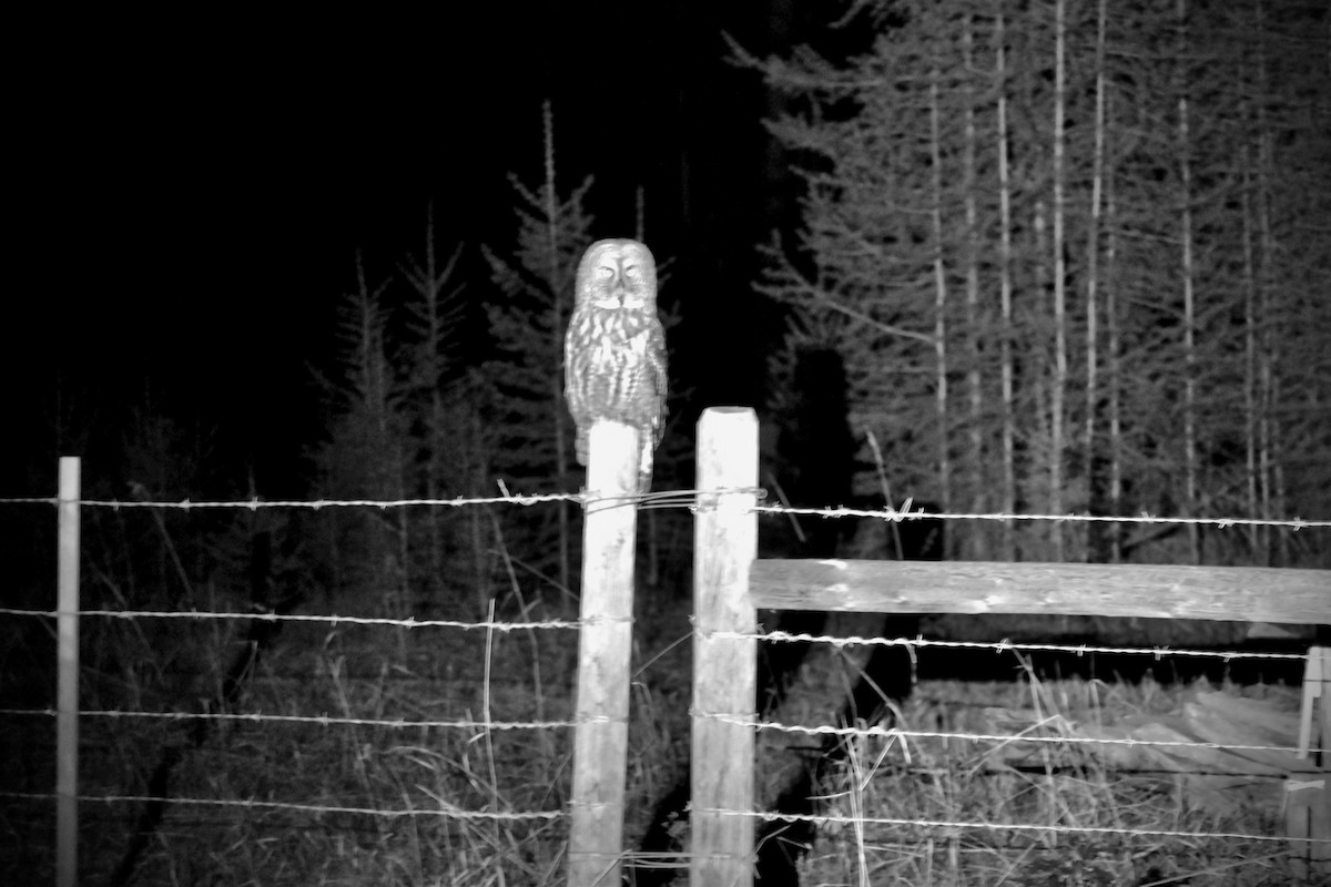 Great Gray Owl - ML646640783