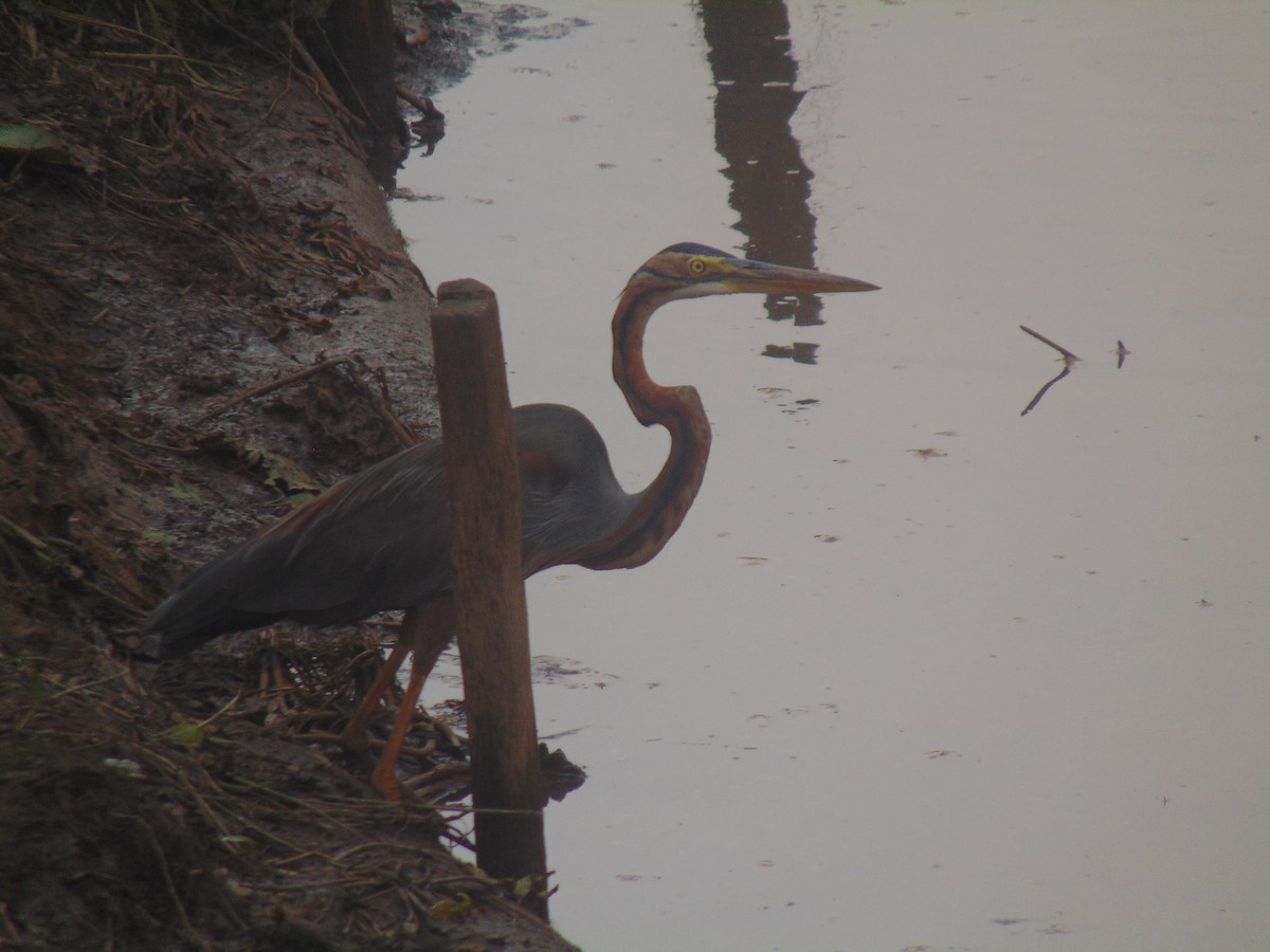 紫鷺 - ML646640785