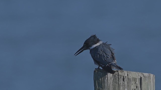 Martín Gigante Norteamericano - ML646640792