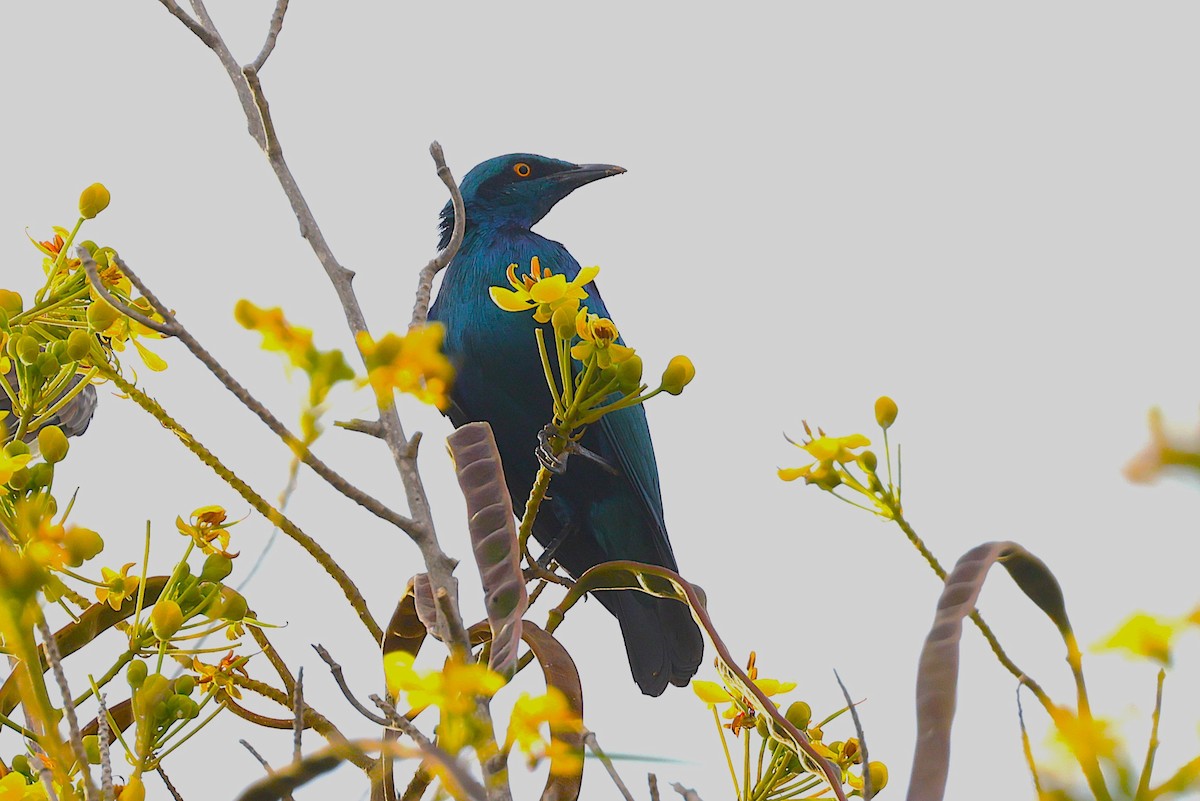 Estornino Orejiazul - ML646640793