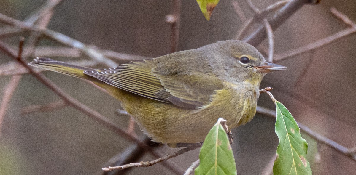 Orange-crowned Warbler - ML646640794