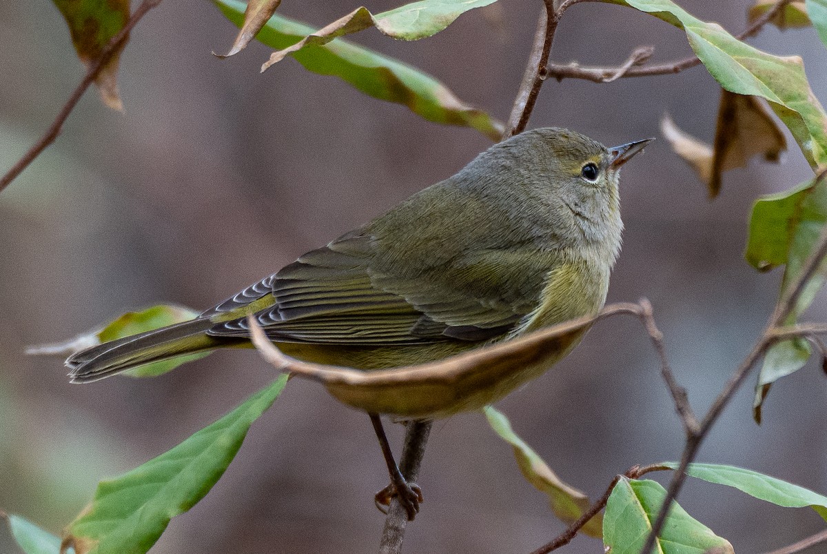 Orange-crowned Warbler - ML646640795