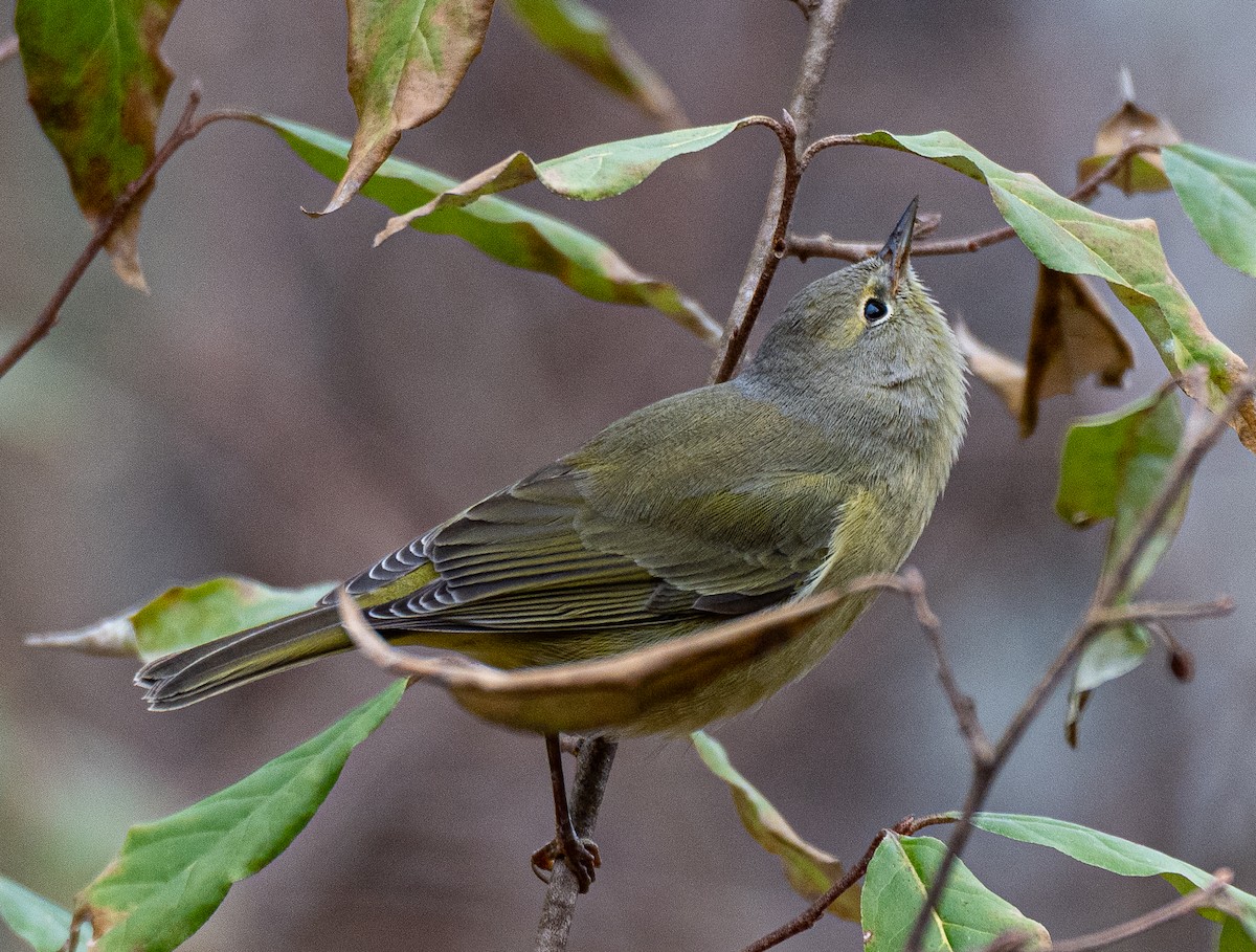 Orange-crowned Warbler - ML646640796