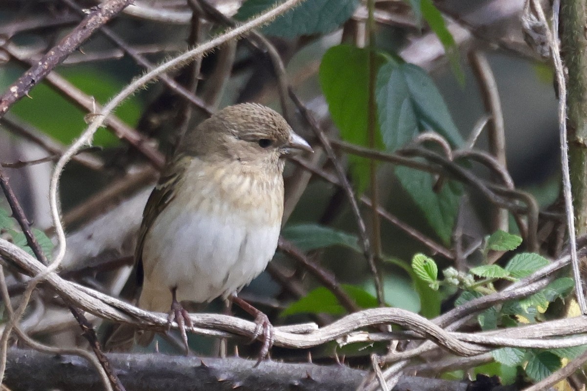 普通朱雀 - ML646640805