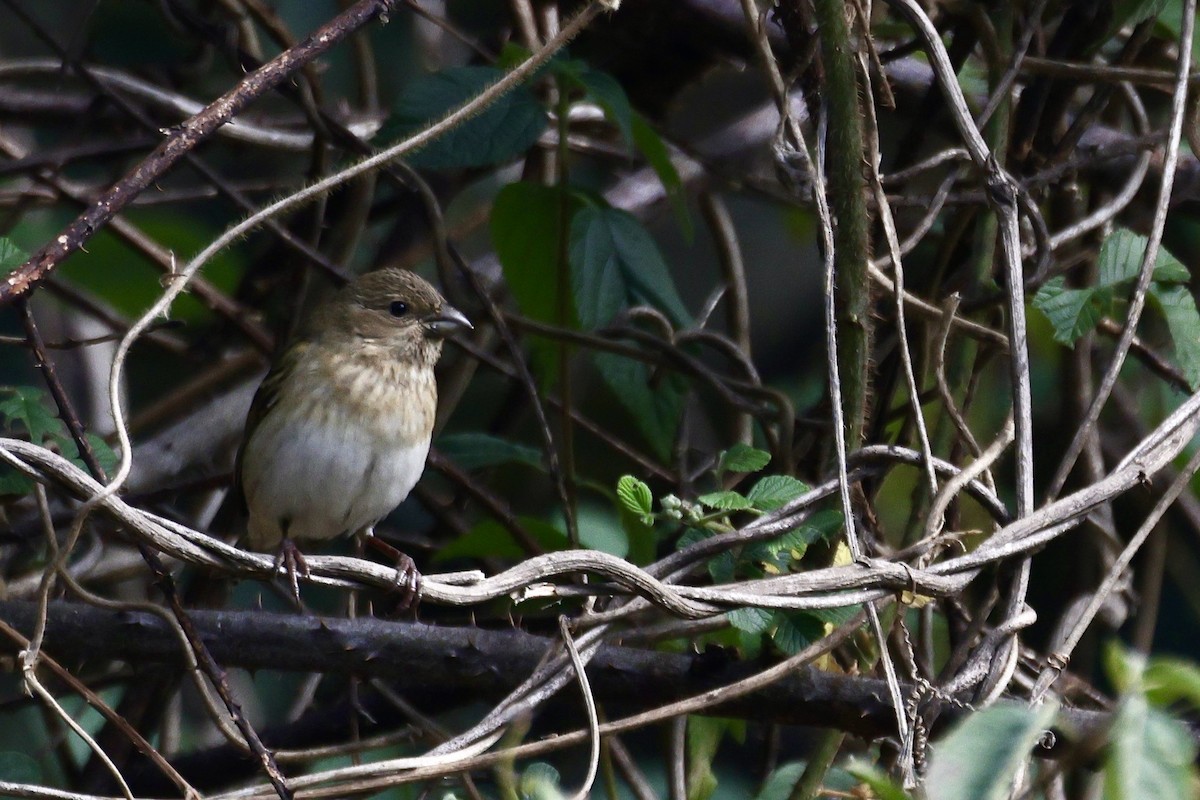 普通朱雀 - ML646640806