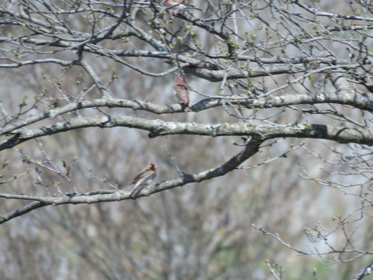 Common Rosefinch - ML646640811