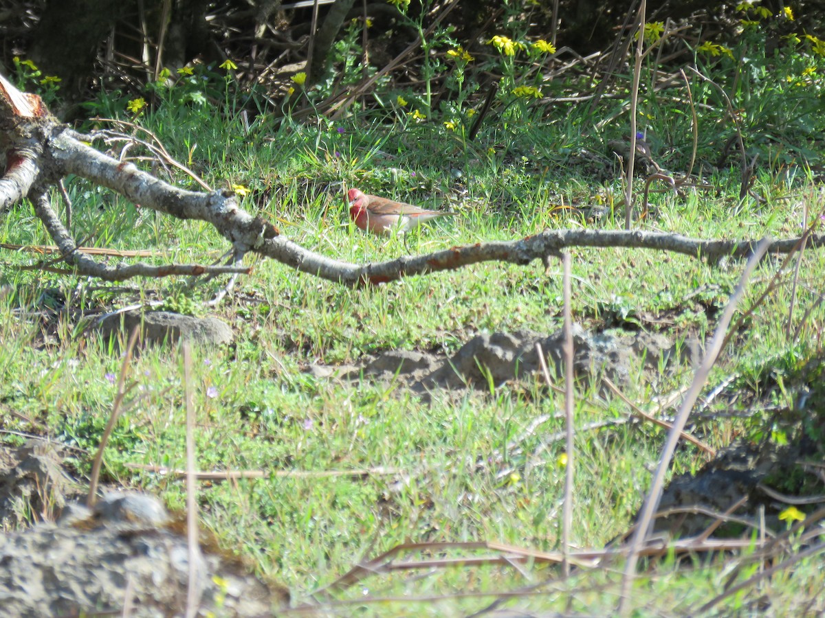 Common Rosefinch - ML646640812