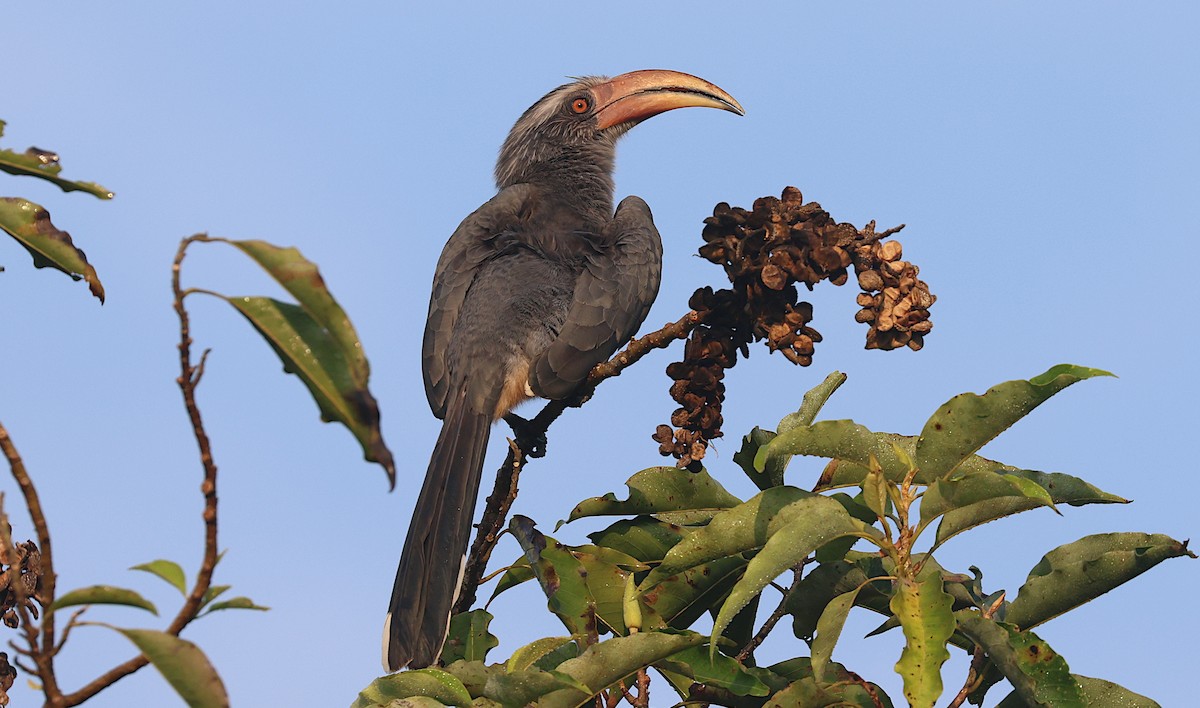 Токо малабарський - ML646640813
