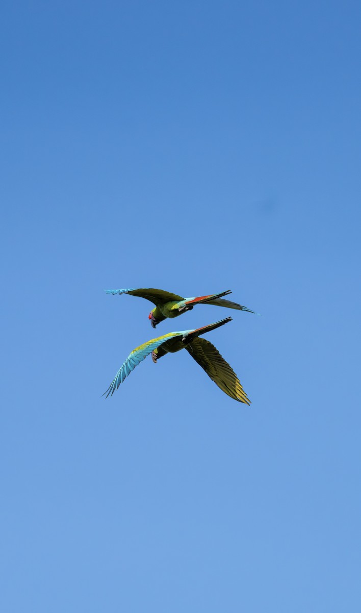 Great Green Macaw - ML646640815