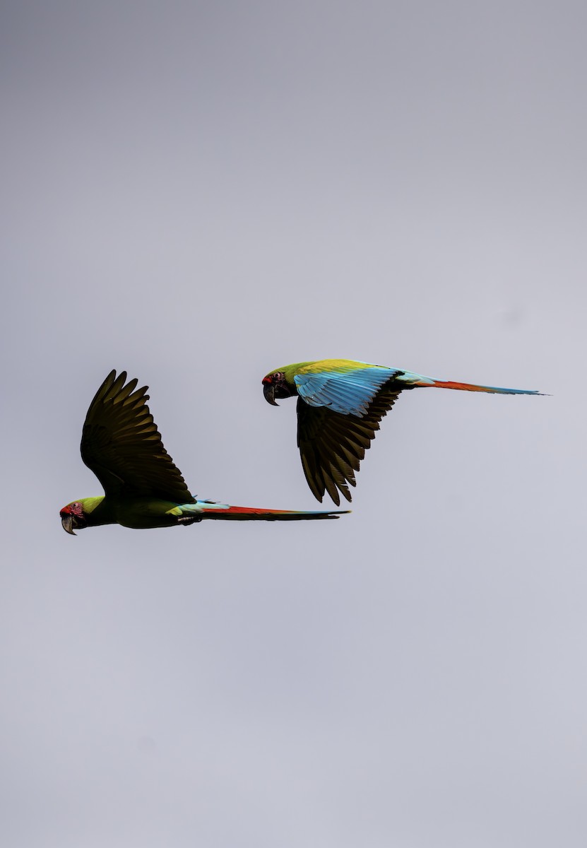Great Green Macaw - ML646640816