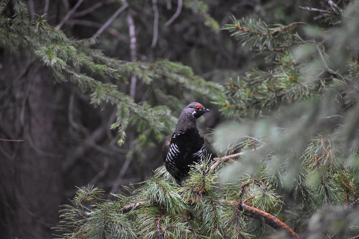 Spruce Grouse - ML646640818