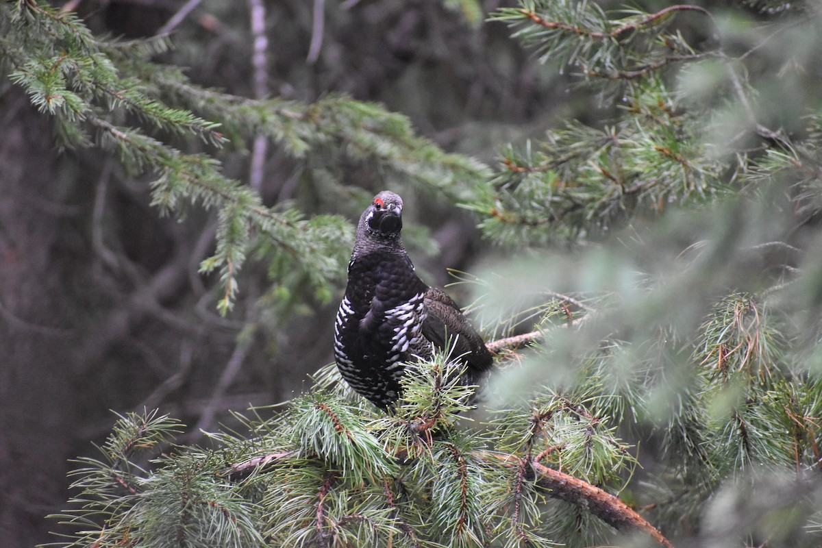 Spruce Grouse - ML646640819