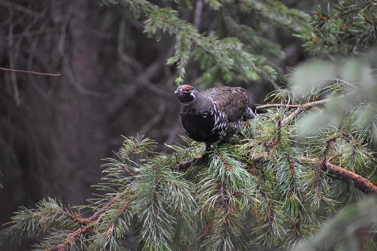 Spruce Grouse - ML646640820