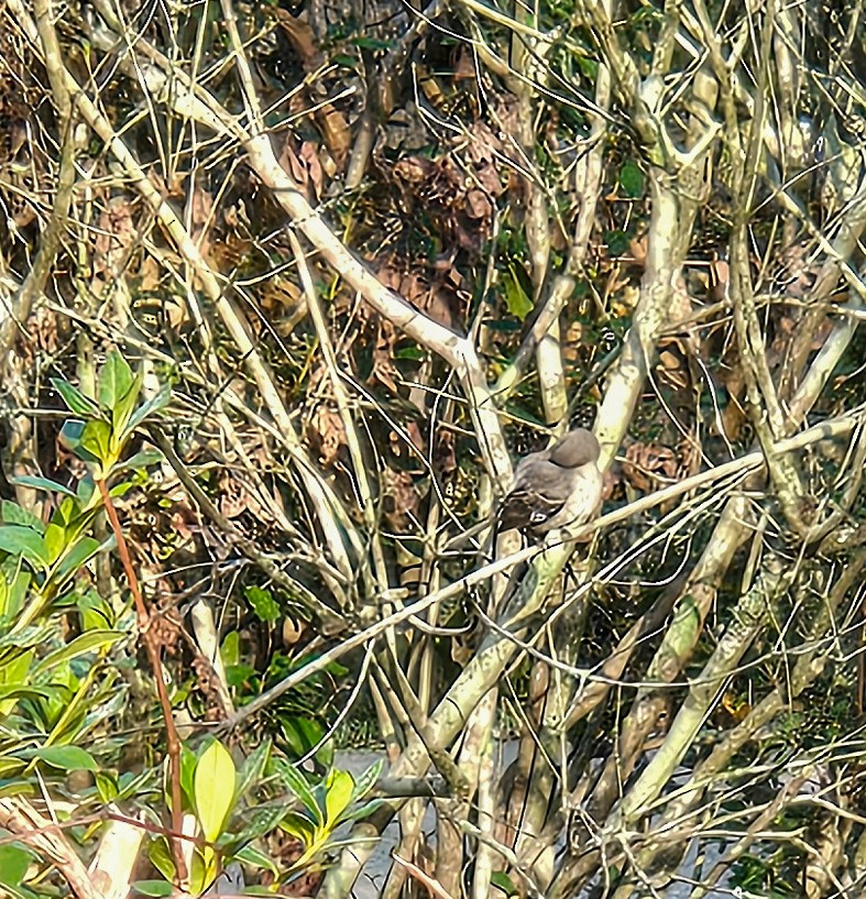 Northern Mockingbird - ML646640822