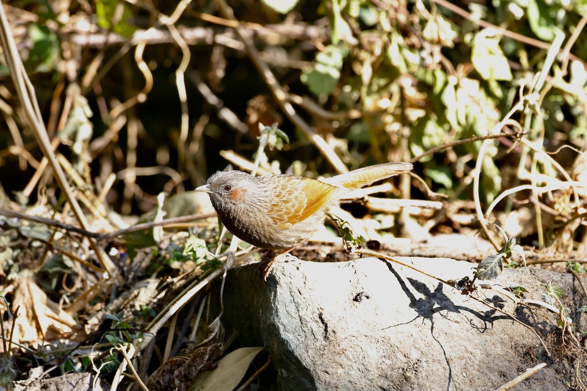 Streaked Laughingthrush - ML646640825