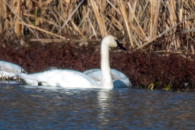 Trumpeter Swan - ML646640826