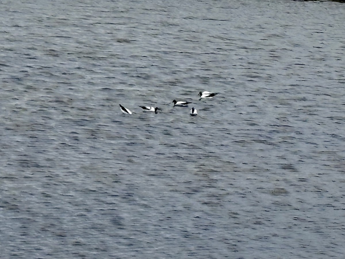 Red-necked Avocet - ML646640827