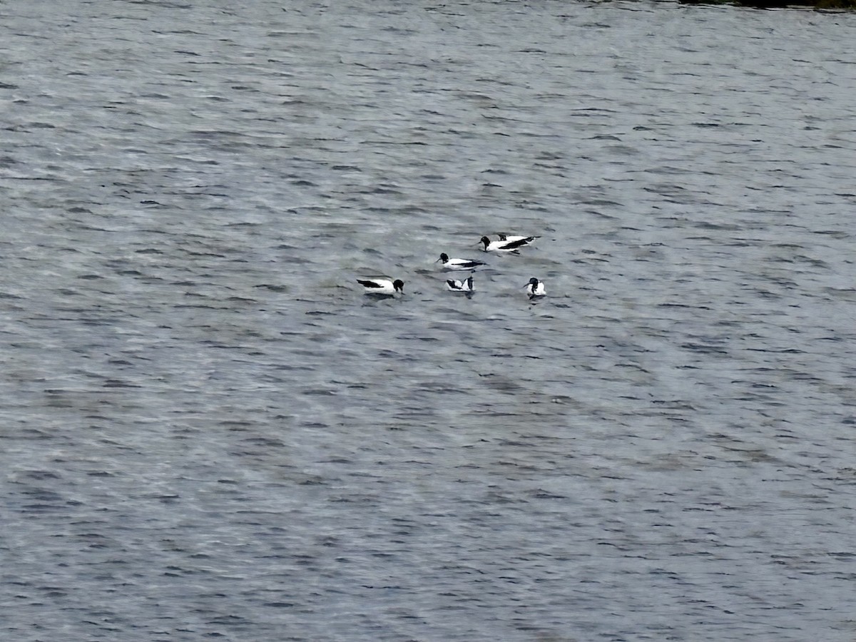 Red-necked Avocet - ML646640828