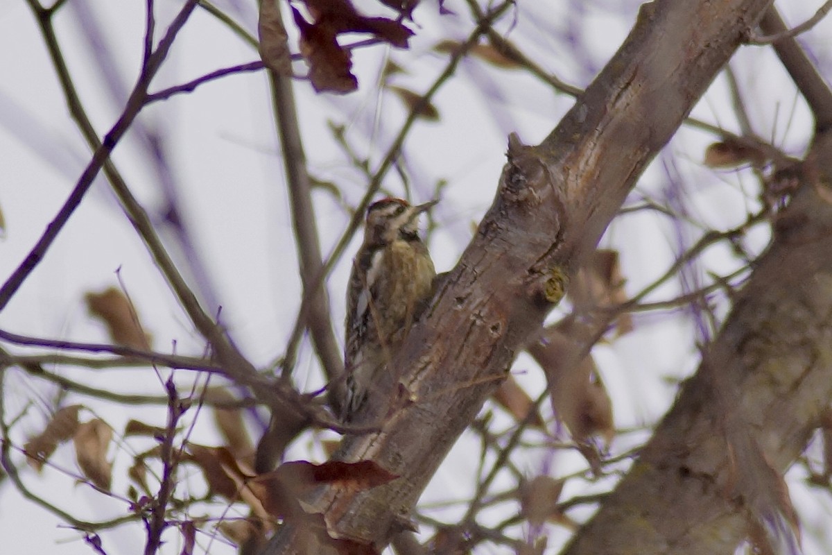Yellow-bellied Sapsucker - ML646640830