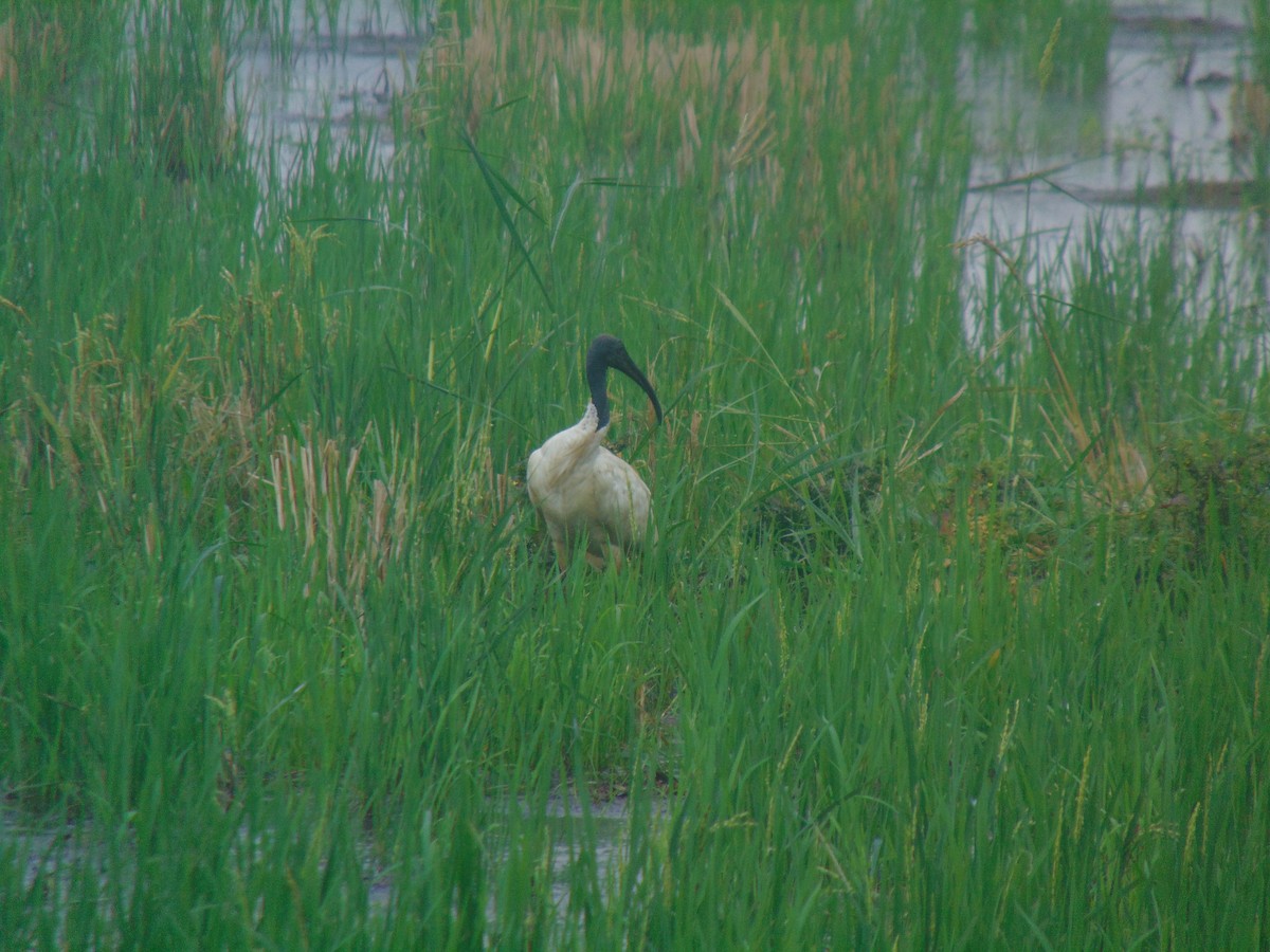 黑頭白䴉 - ML646640832